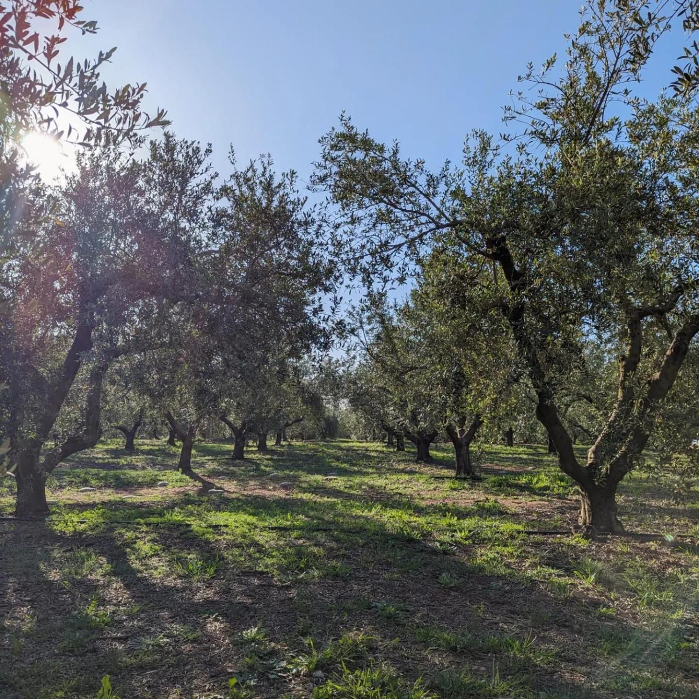 Riudoms Casa Hostalets - Rural Luxury מראה חיצוני תמונה